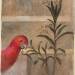 Drawing of a red Parrot and Plant from Carpaccio's 